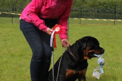 Dog-show-handsomest-boy-Reggie-with-owner-Kate-Brown